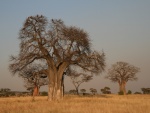 Baobabs (Adansonia digitata)