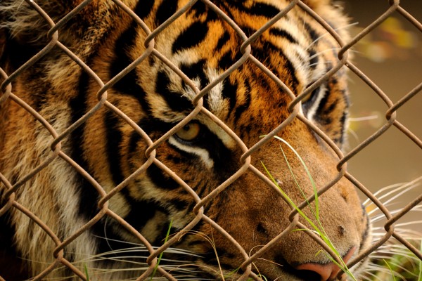 Tigre viviendo en cautividad