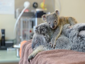 Pequeño koala sobre su madre