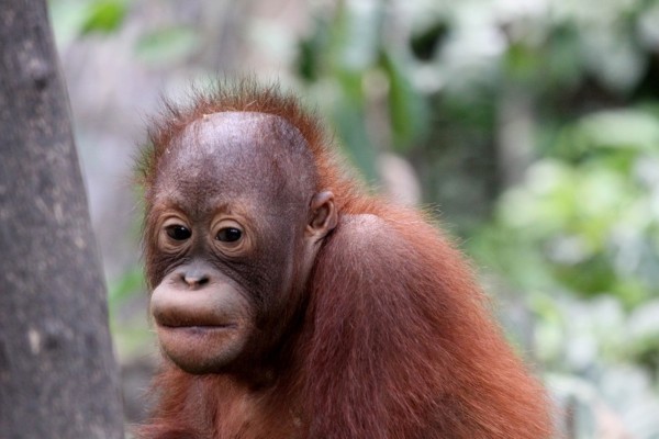 Pequeño orangután
