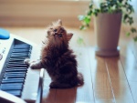 Gatito junto a un piano