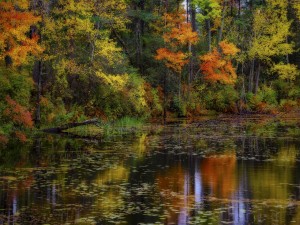 Lago junto a un bosque en otoño