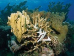Corales bajo el mar