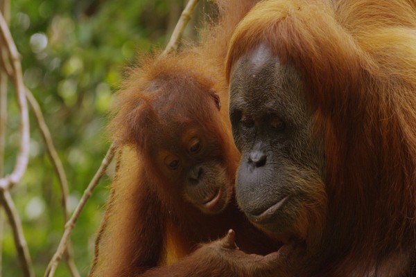 Pequeño orangután tocando la cara de su madre
