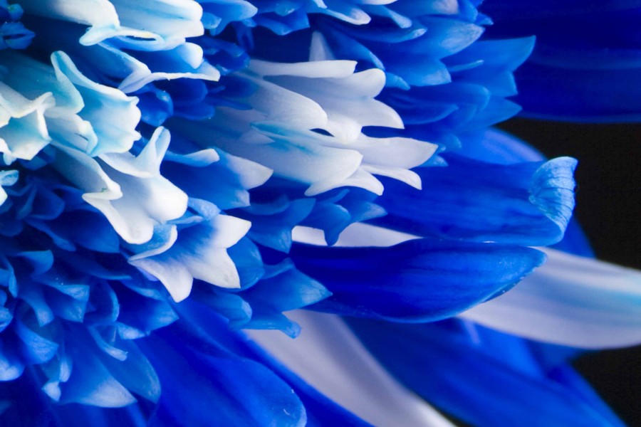 Flor con pétalos azules y blancos