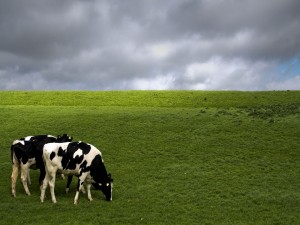 Vacas comiendo pasto en un campo