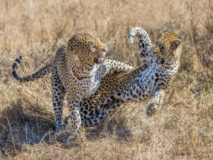 Leopardos peleando