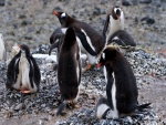 Colonia de pingüinos sobre las piedras