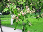 Manzano florecido en un jardín