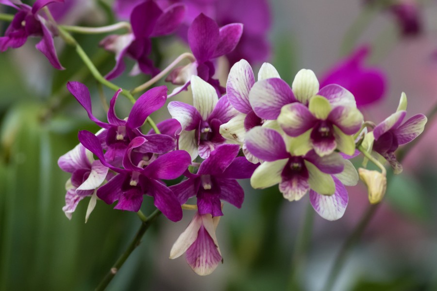 Rama con vistosas orquídeas