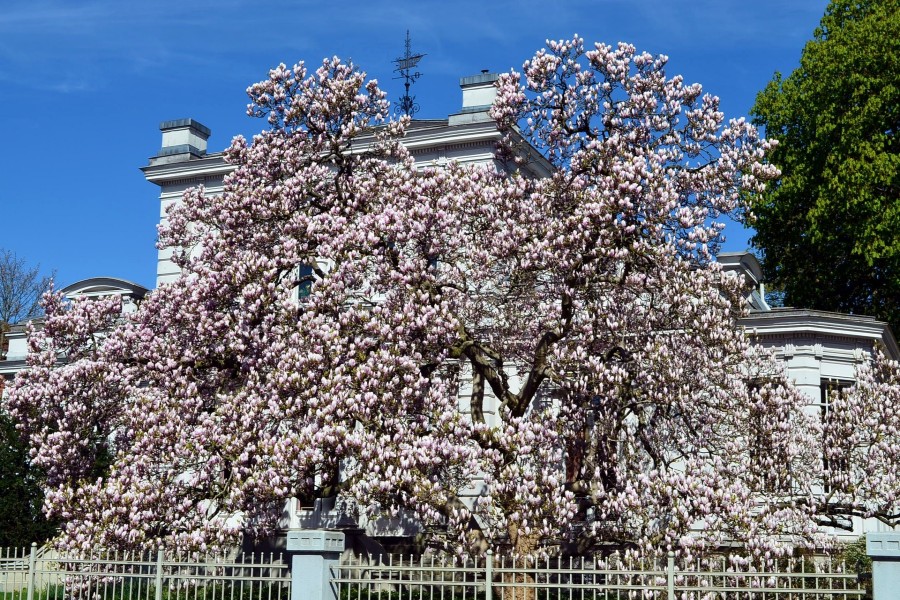 Magnolia frente a una villa
