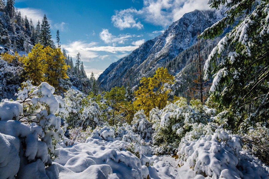 Árboles con nieve en las montañas
