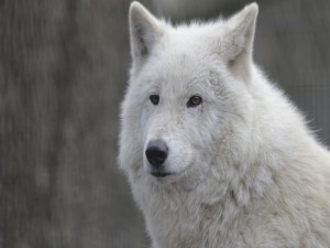 La cara de un lobo blanco
