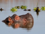 Hipopótamo nadando en el río Nilo