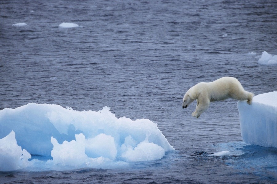 Oso polar saltando de un témpano de hielo a otro