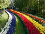 Parque con jacintos y tulipanes