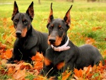 Dos hermosos perros de la raza dóberman