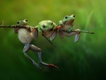 Tres ranas en una rama