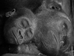 Pequeño gorila durmiendo junto a su madre