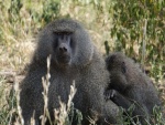 Hembra de babuino con su pequeño