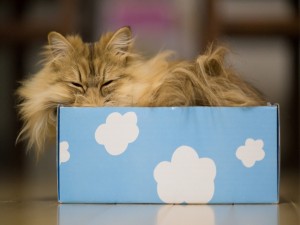 Gato adormilado dentro de una caja