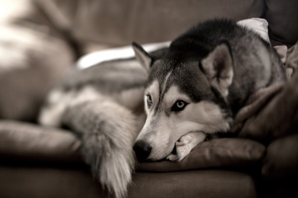 Husky descansando en un sofá