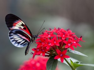 Una mariposa posada sobre una hermosa flor