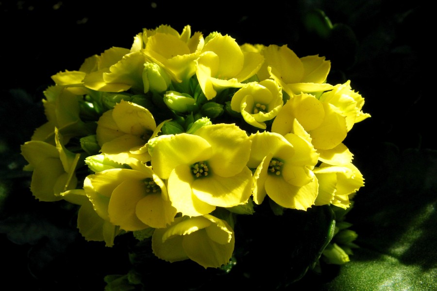 Hermosas flores de kalanchoe con pétalos amarillos