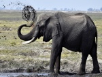 Elefante en un charco de barro