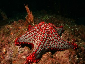 Estrella de mar roja en el fondo del mar