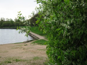 Cerezo en primavera junto a un estanque