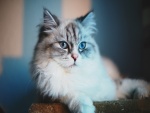 Los ojos azules de un gato