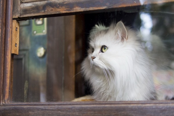 Gato blanco mirando por la ventana