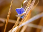 Mariposa azul sobre una brizna seca