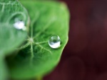 Una perfecta gota de agua sobre una hoja verde