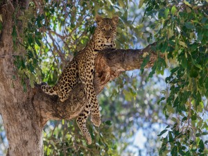 Leopardo descansando sobre la rama de un árbol