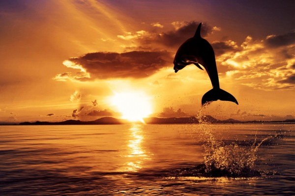 Delfín saltando al atardecer