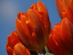 Tulipanes de un bonito color naranja