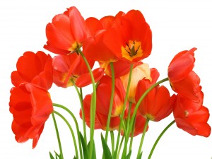 Un manojo de tulipanes