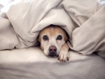 Un perro bajo las sábanas