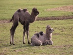 Dos pequeños camellos asiáticos (Camelus bactrianus)