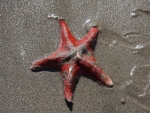 Estrella de mar sobre la arena húmeda