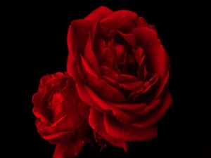 Rosas rojas sobre fondo negro