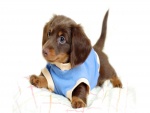 Cachorro marrón con un jersey azul