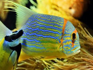 Un bonito pez tropical