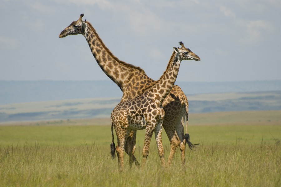 Dos jirafas en el Masái Mara
