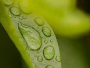Gotas de agua sobre una hoja verde