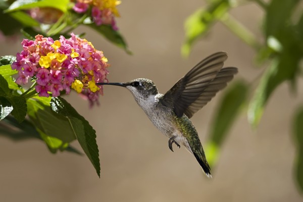 Colibrí libando en unas pequeñas flores