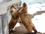 Enfrentamiento entre dos marmotas