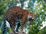Jaguar sacando la lengua al bostezar